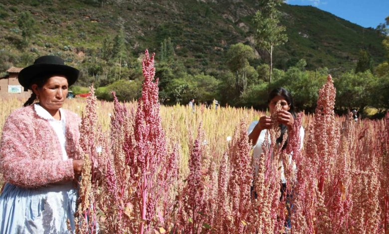 Agricultores De Los Valles Altoandinos