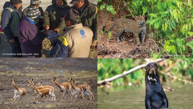 Monitoreo De Especies