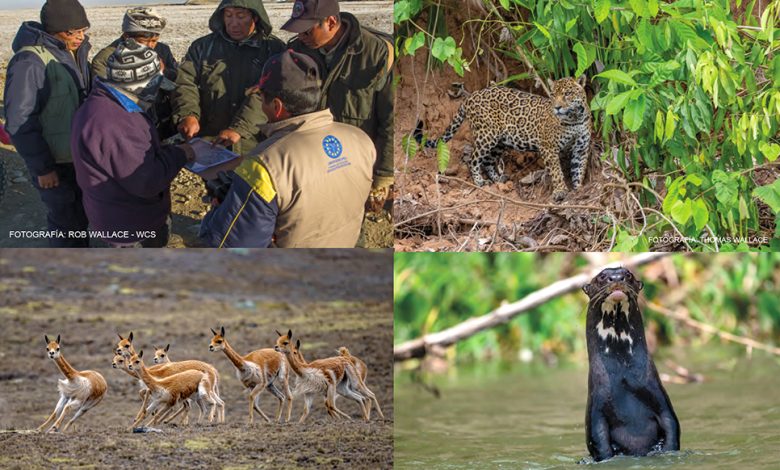 Monitoreo De Especies