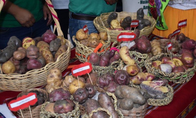 Huanuco Y Su Papa Amarilla