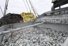 Anchoveta