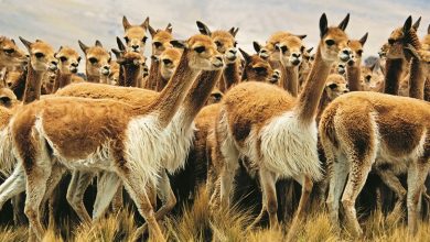 Vicunas