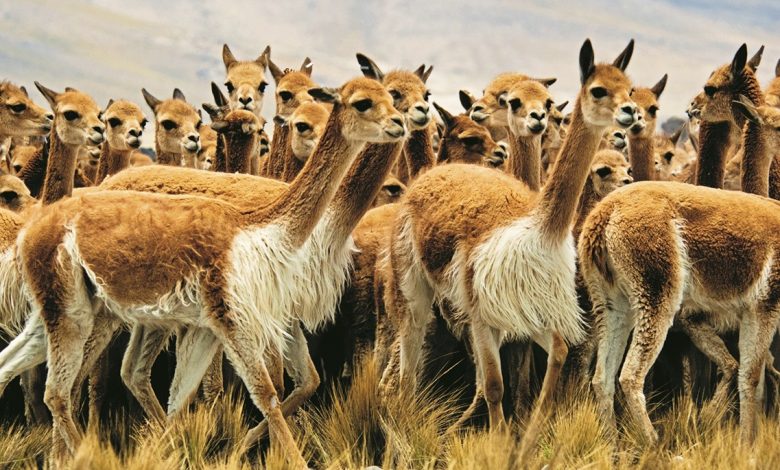 Vicunas